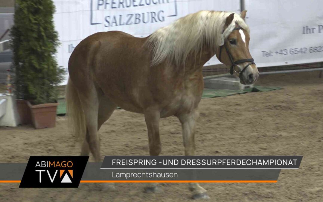Freispring- und Dressurpferdechampionat Lamprechtshausen 2024