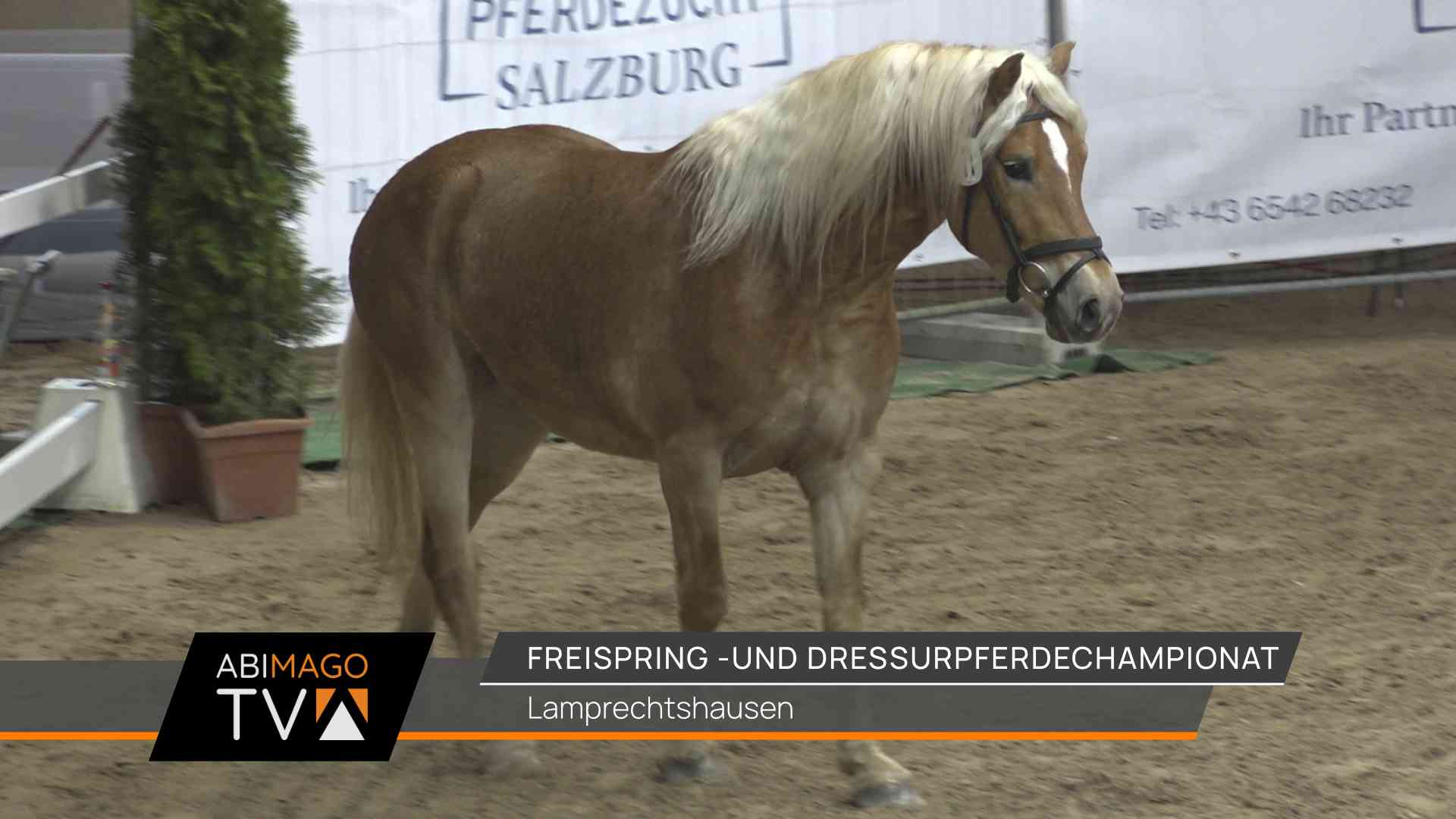 240316 freispring dressurpferdechampionat thumb